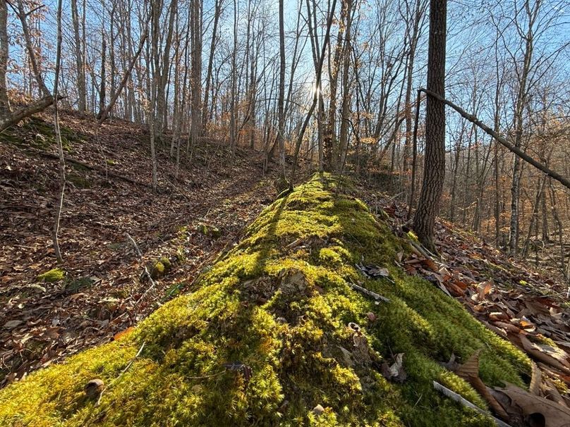 012 a super cool photo of a mini moss berm along an old road