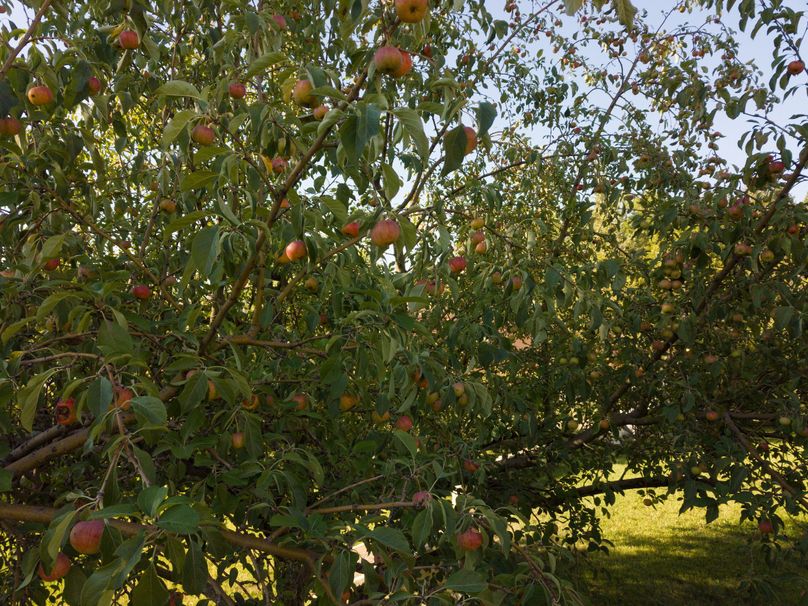 mature apple trees
