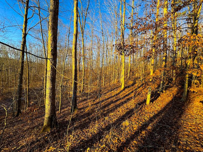 Roane, WV 100.12 AC Tree Line-32