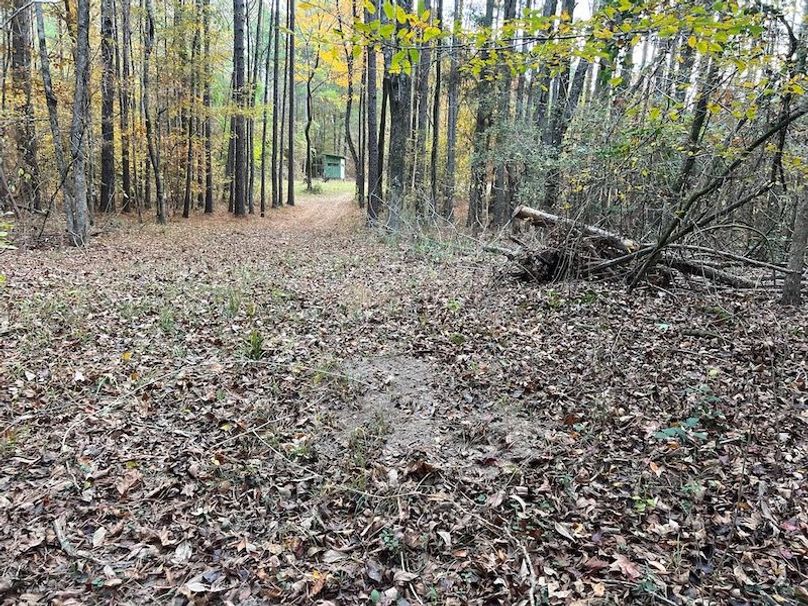 Dal_40_Denton20251117_0350