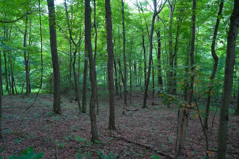 Fayette, 14.14, Kokot-21