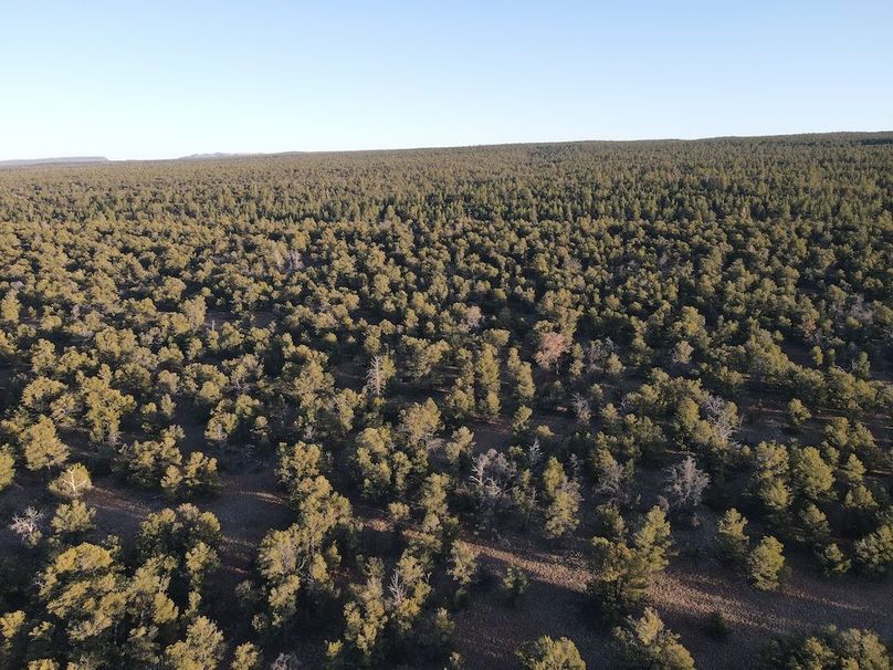 45_Pratt forest sunset 6