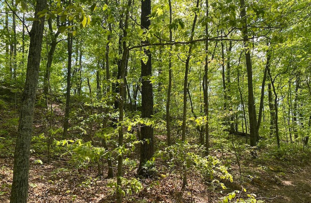 003 forested west facing slope near the main ridge copy