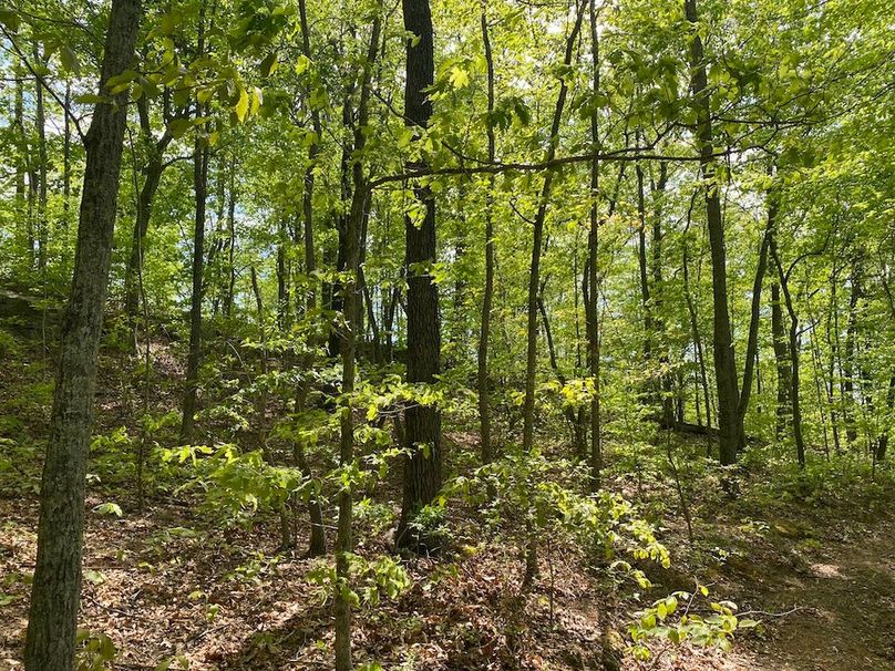 003 forested west facing slope near the main ridge copy