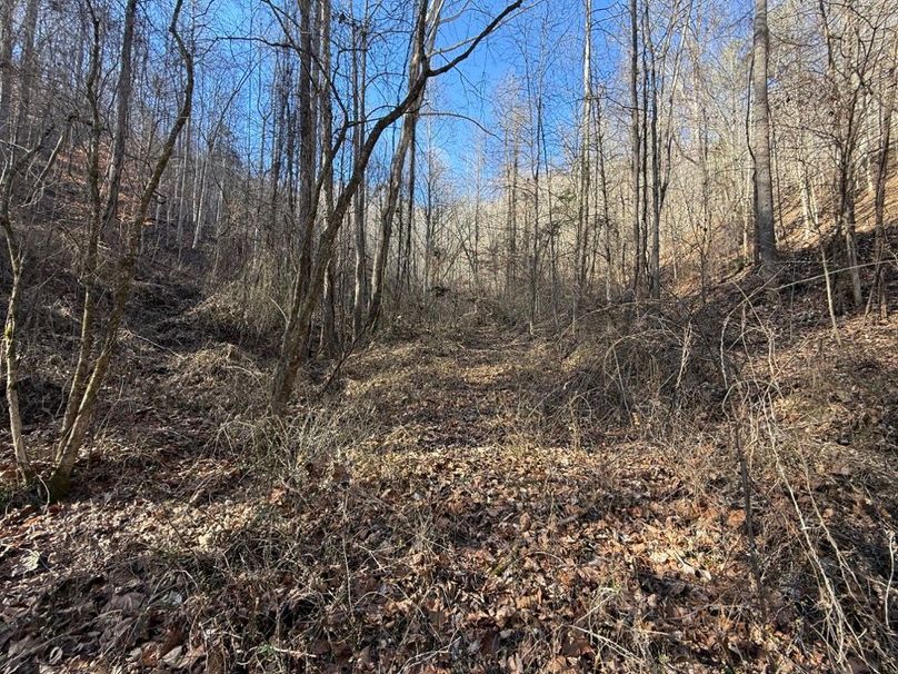 019 the old road that leads up the valley to the middle of the property