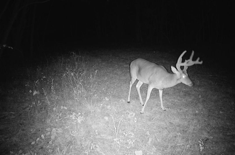 Copy of Clay 374.13 Trail Cam Photo-3 Large