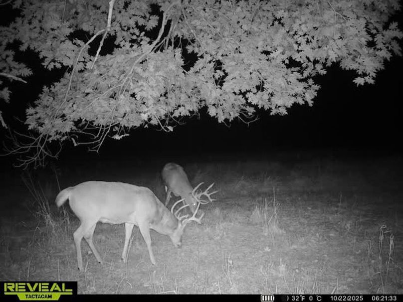 Trail Cam 4