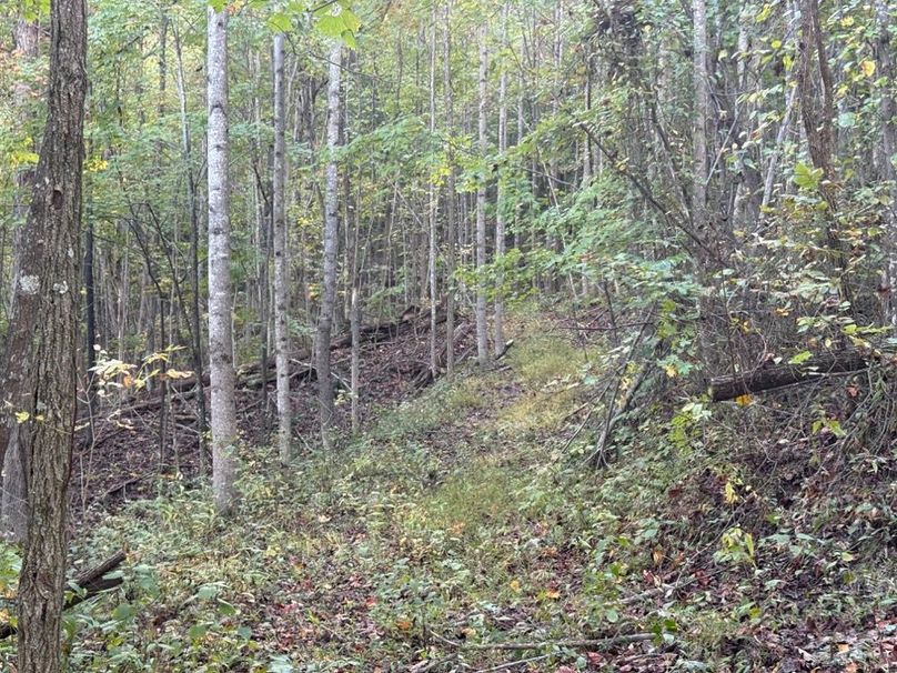020 one of the old logging roads from many years ago in the upper reaches of the property near the ridge