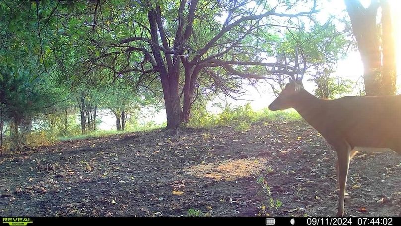 Trail Cam 2