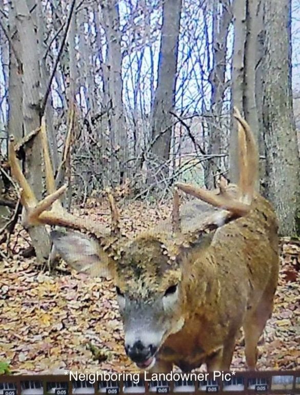 Jackson 178 Trailcam - 11 of 17