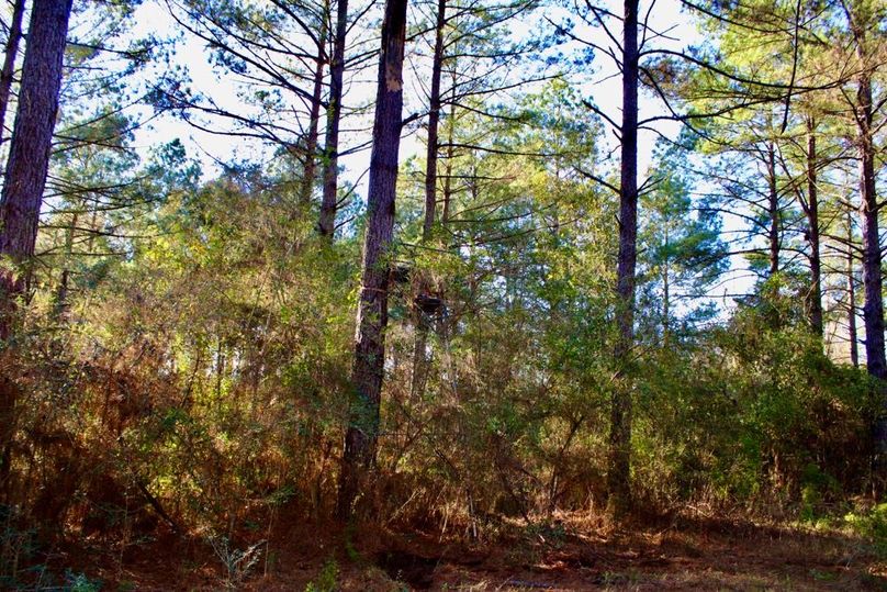 C2ECF9DE-340E-4019-8333-84714ED47789_1_201_a-2