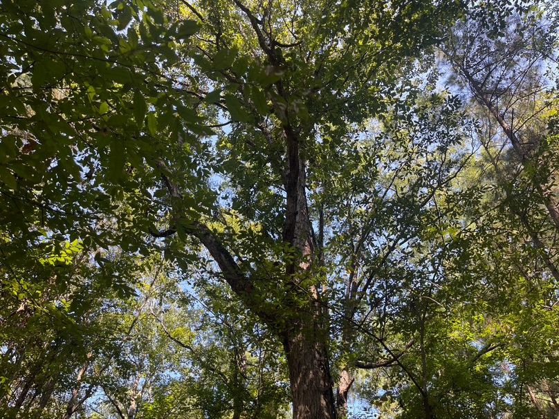 135254B8-F353-4A34-8E90-7DC46FE3FC8A_1_105_c