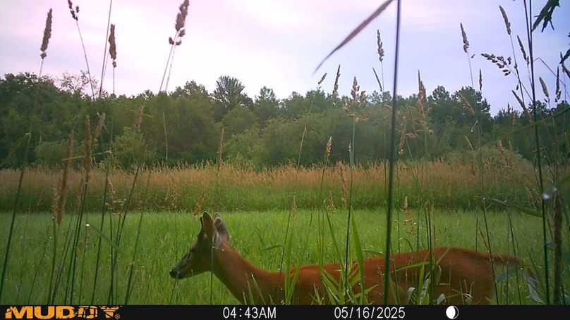 small buck in velvet
