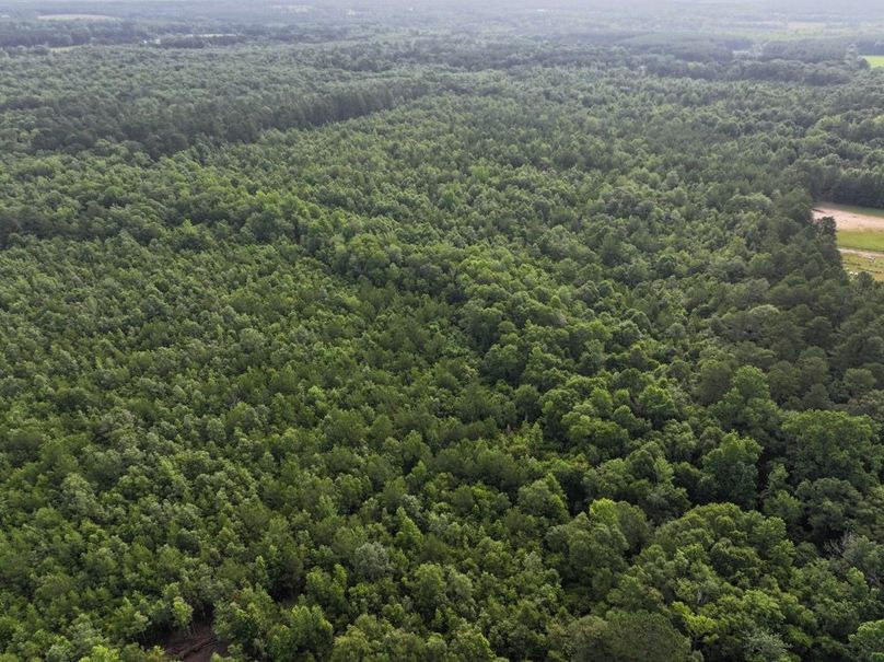 dji_fly_20250612_080140_0081_1750261392719_photo