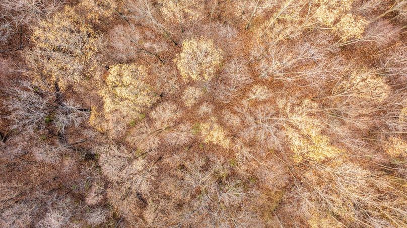 DJI_20241210094652_0005_D