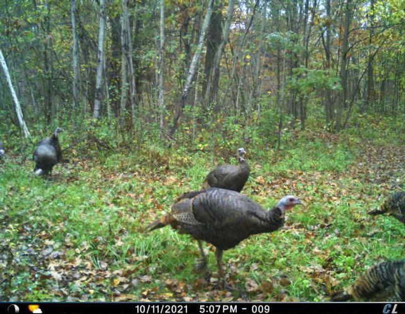 October 2021 Turkeys (East End Pond)