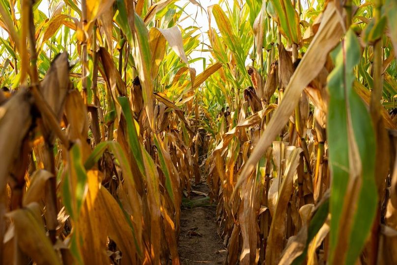 Cedar IA 152 Featured Z34