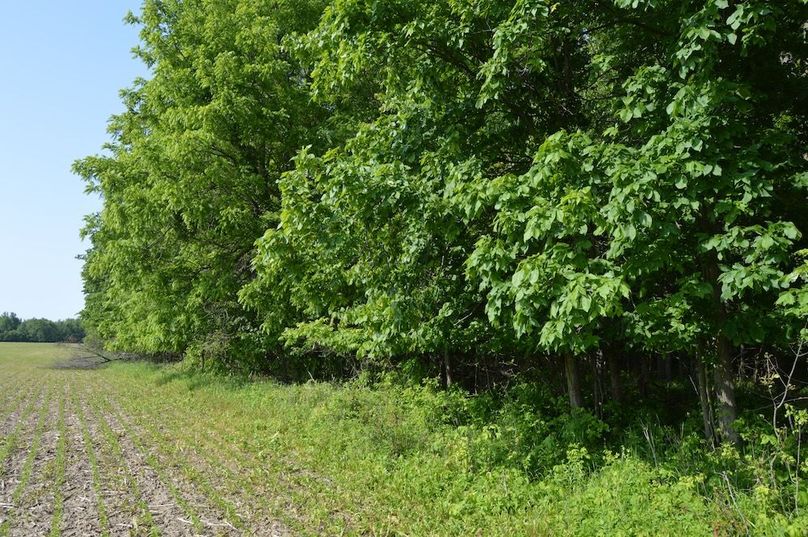East property line looking south
