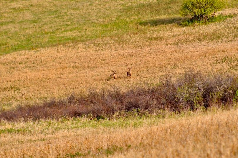Mule_Deer(2)
