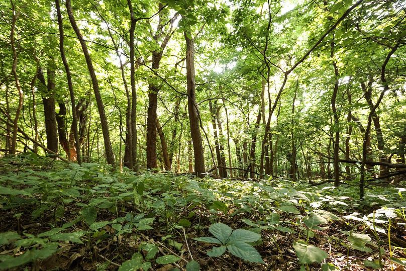 HARRISON CO. IA 24.85_77