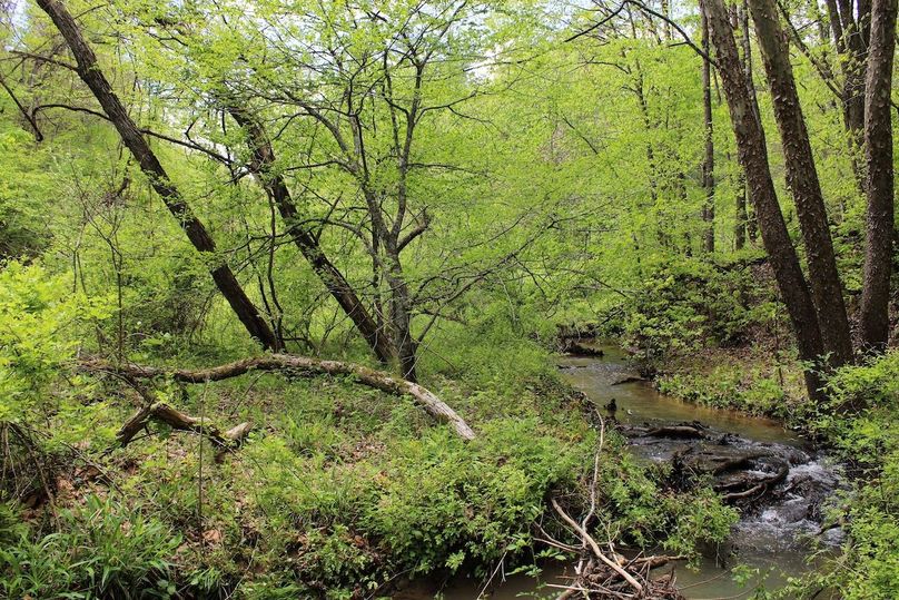 004 immaculate views along Greasy Branch