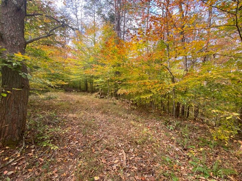 022 picture perfect shot of fall colors_  YES please!