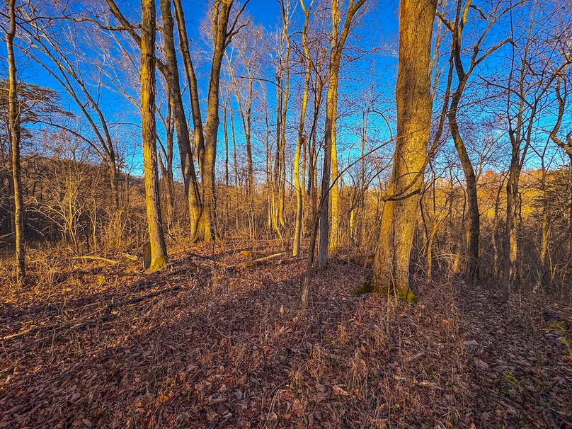 Pleasants_Wood 169.97 AC Cokeley-34