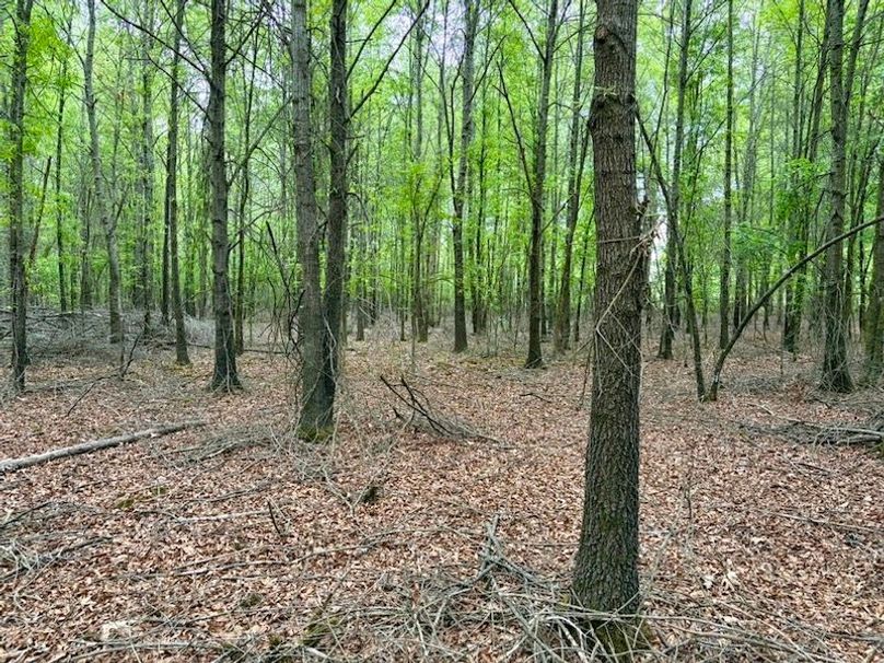 9AC32DDB-E9C6-4156-835E-9FF0DCFEC9AA_1_105_c