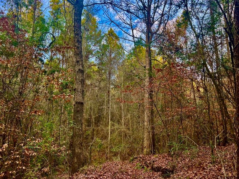 618215D2-3B50-461C-9BEC-F438A4265DD2_1_201_a