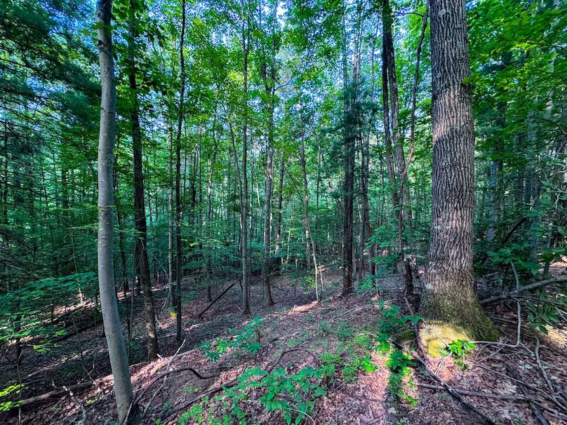 Lewis, WV 82.87 AC Barger-065