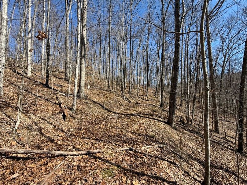 009 an old logging road from many years ago leading near the ridge