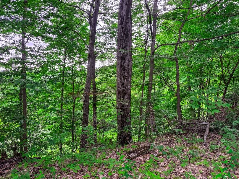 Tyler, WV 313.87 AC -57