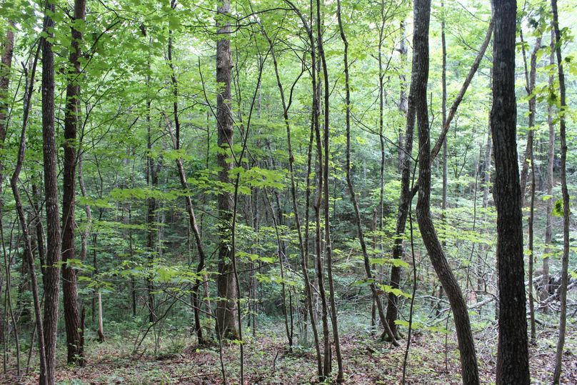 008 southwest facing slope with an open forest area in the valley