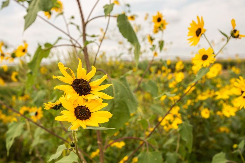 ATCHISON CO MO 31.47_43