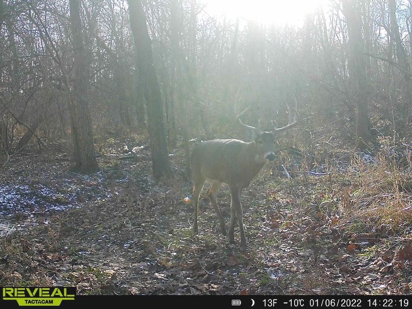 Copy of deer photos.100