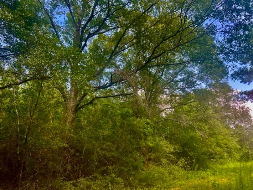 DA4330C1-47DA-4225-8D2E-46380F801F7B_1_105_c