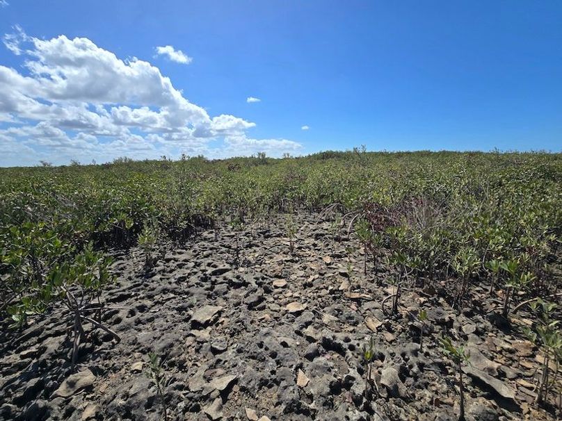 17.17ac, Citrus, Josiah Ronco43