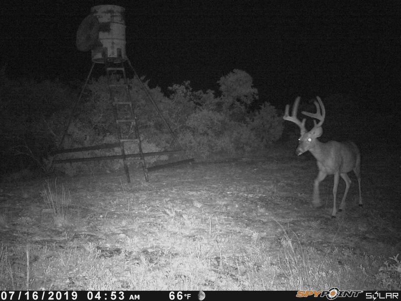 Game Camera 10