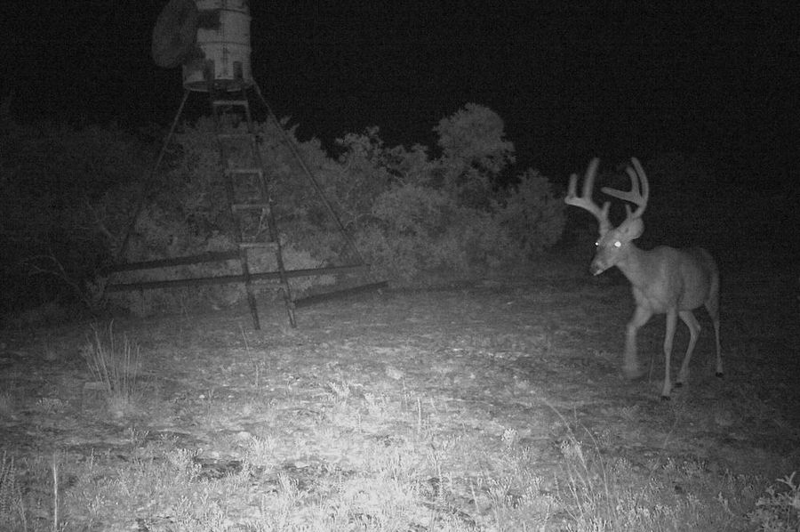 Game Camera 10