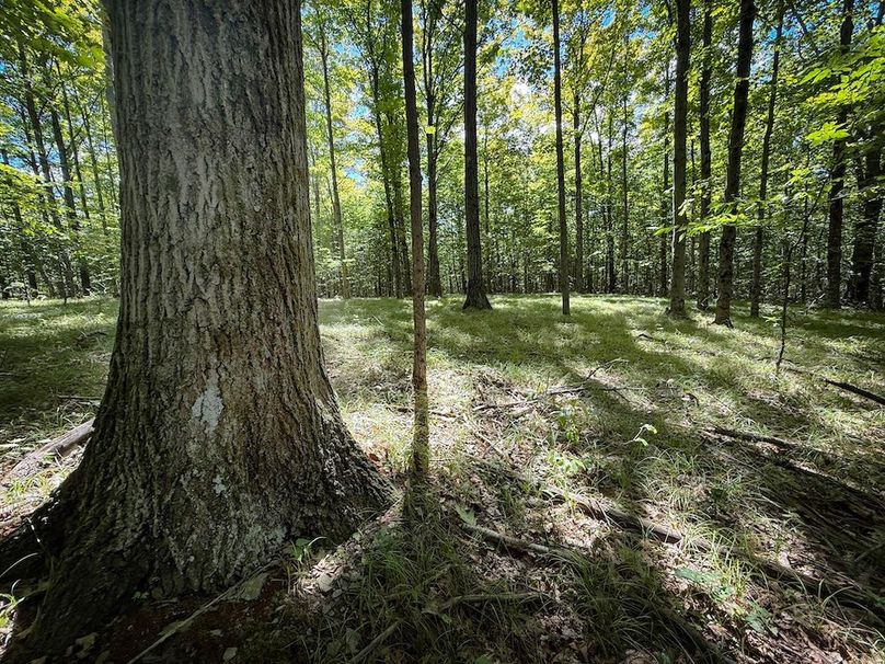 Tioga NY 64 Shores 15