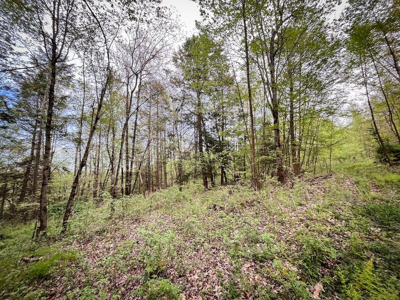 Tioga_116.52_Moore_Photo_64