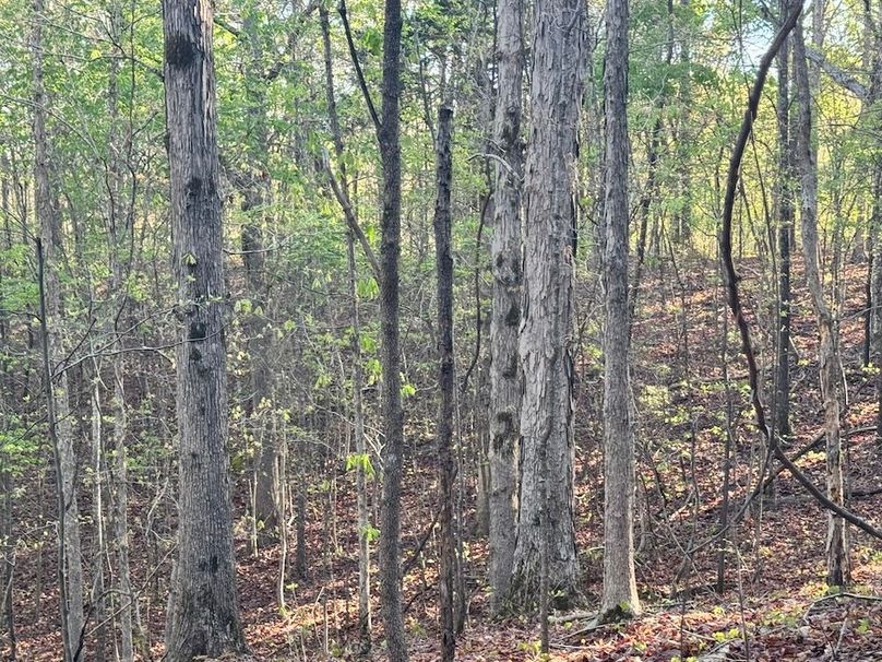 RIdge Timber