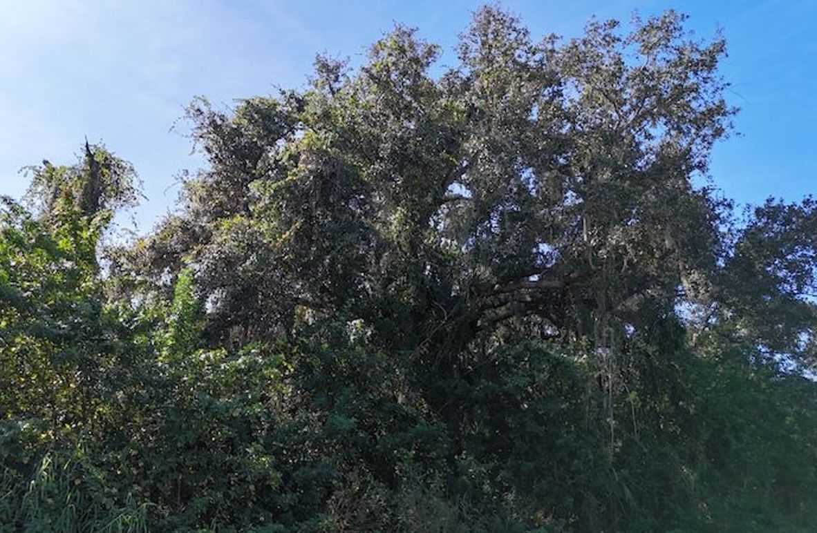 DJI_20251204112325_0039_D