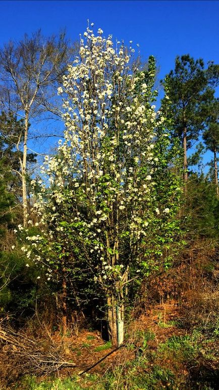 Dr Deer Pear Tree Blooming