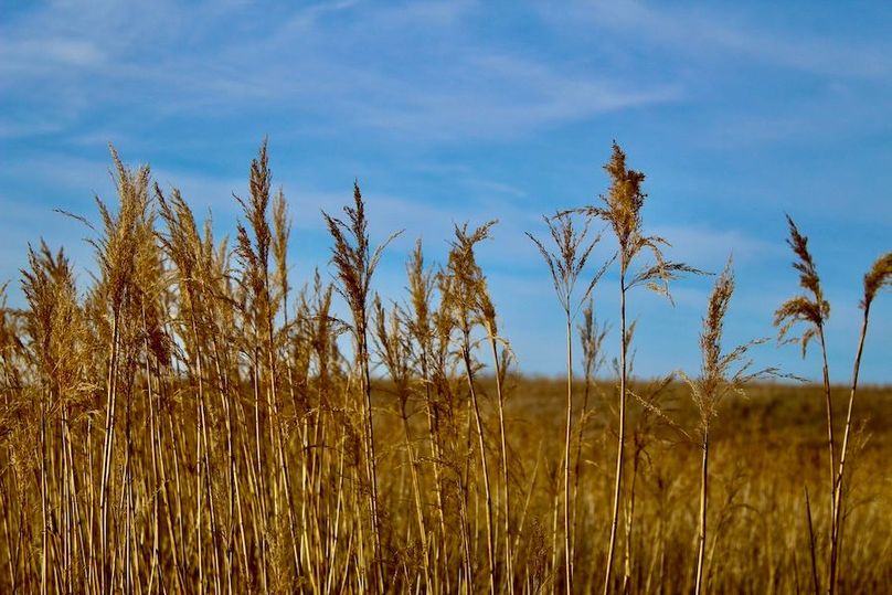 Tract_1_Reed_Canary_Grass_Head