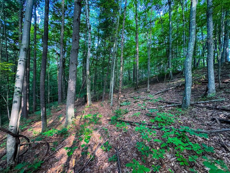 Lewis, WV 82.87 AC Barger-085