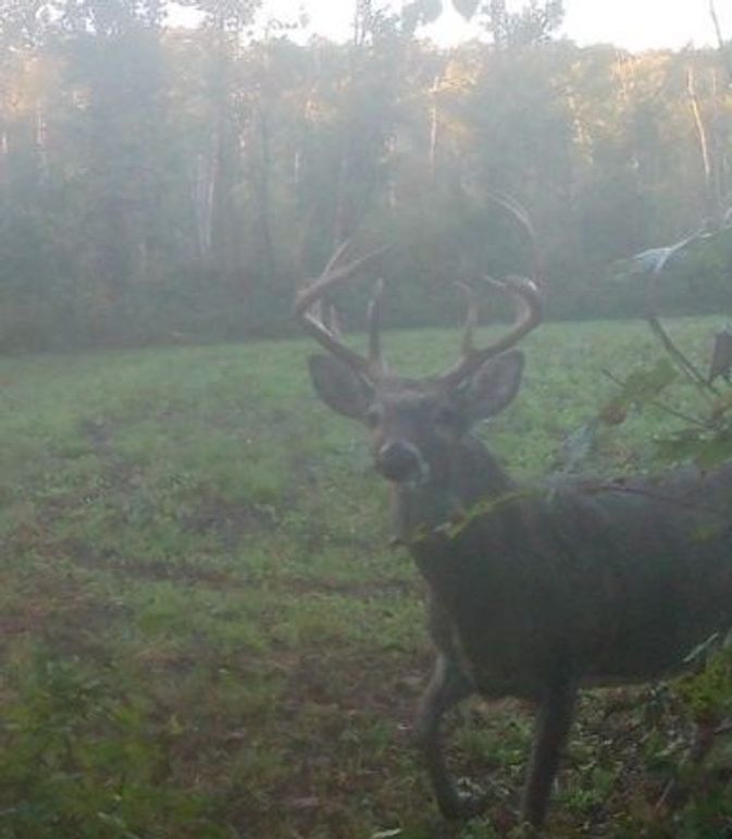 Copy of 934 Deer 9 Large