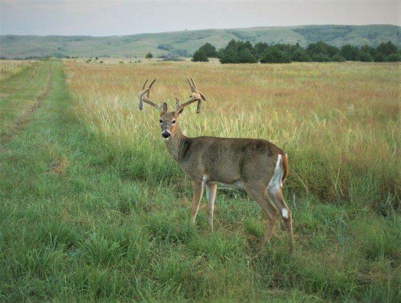 8a