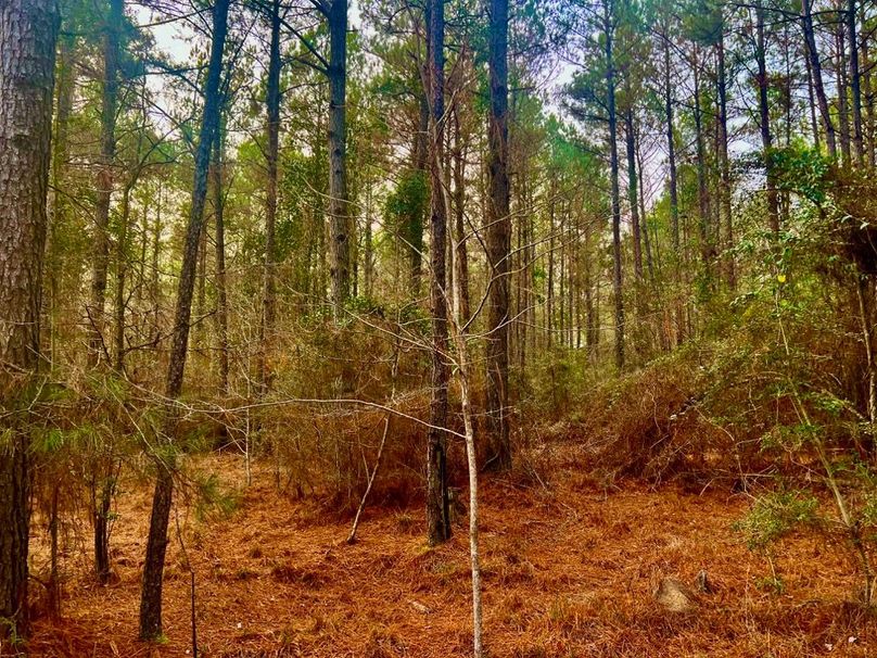 B3A60547-B36E-4F16-9355-C3DB206A54FF_1_201_a