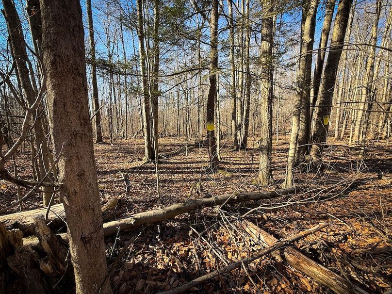 Chemung_31.75_Seymour_North_Photos_15